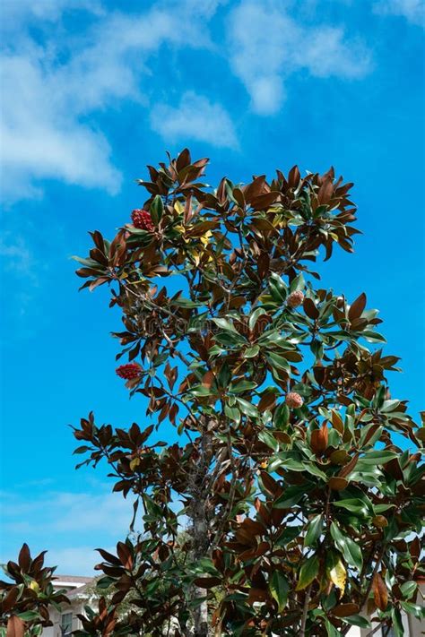 Magnolia Tree Red Seeds Stock Photo Image Of Denudata 196973296