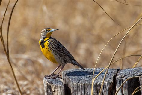 Nebraska | Meadowlark