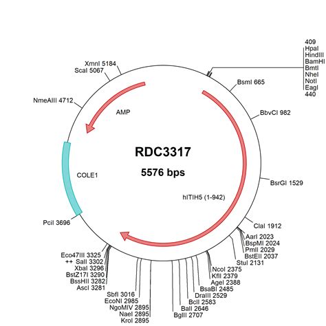 Human Itih Np Versaclone Cdna Rdc R D Systems