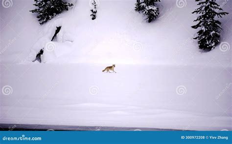 Coyote Wolf Wolves in Winter in Yellowstone National Park, Wyoming and ...