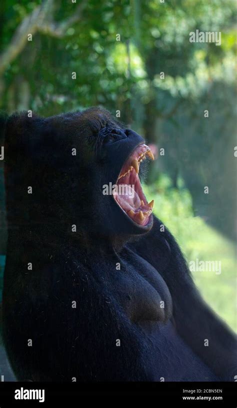 Silverback gorilla teeth hi-res stock photography and images - Alamy