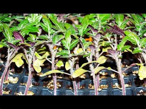 Superphosphate fertilizer: application for tomatoes – Healthy Food Near Me