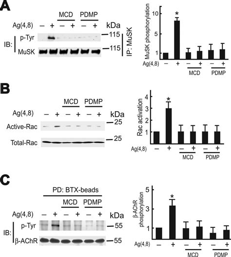 Disruption Of Lipid Rafts Attenuates The Agrin MuSK Signaling A