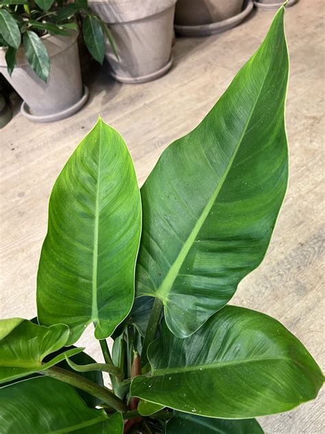 Philodendron Imperial Gr Nne Philodendron Planter Online Billig