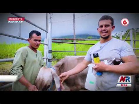 Hasta Con Gasolina Ganaderos Y Productores De San Carlos Combaten El