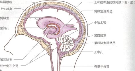 脑室系统 临床应用解剖学 医学