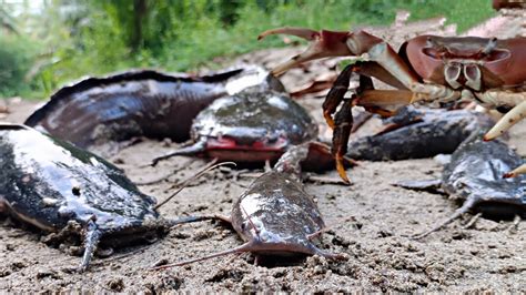 Menemukan Kepiting Besar Dalam Lubang Lele Besar Ikan Channa Ikan