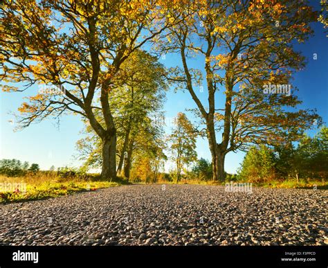 trees on the road side Stock Photo - Alamy