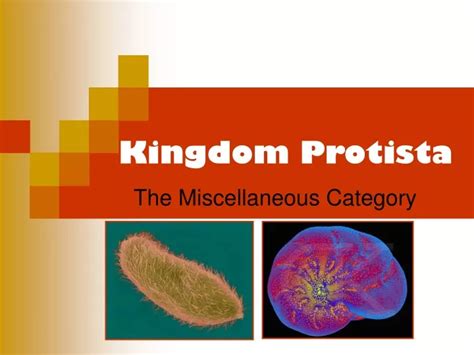 Ppt Kingdom Protista Powerpoint Presentation Free Download Id9540494