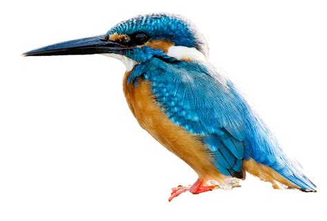 Common Kingfisher Png Hd Image Png All