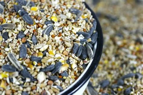 Backyard Bird Seed Guide Nutritional Info And Where To Buy Bird