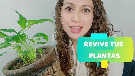 Cómo revivir una planta seca Incluye VÍDEO