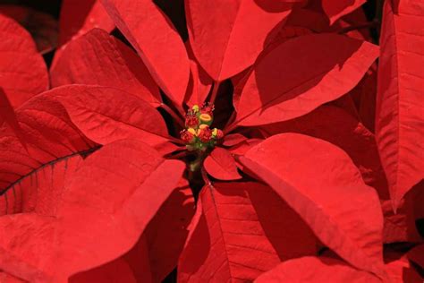 How To Grow Poinsettia The Thrifted Planter