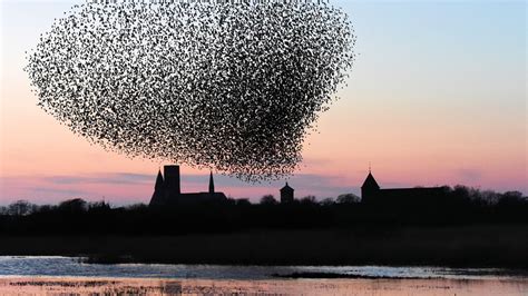 Starling Magic - Sort Sol | by the Wadden Sea | Ribe