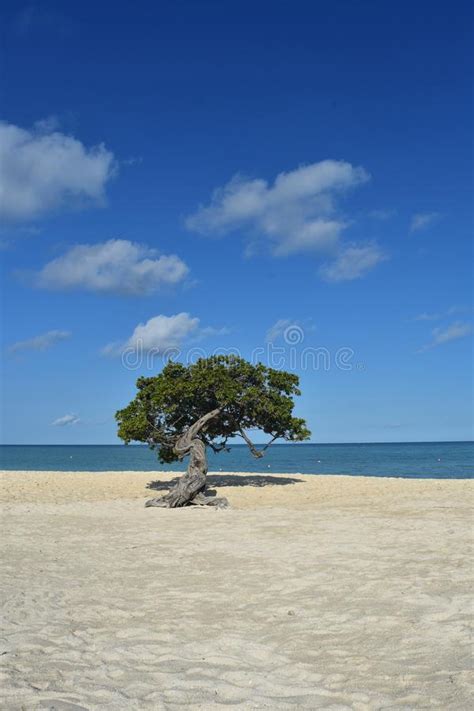 Divi Tree Solo En Una Playa Blanca De La Arena En Aruba Foto De Archivo