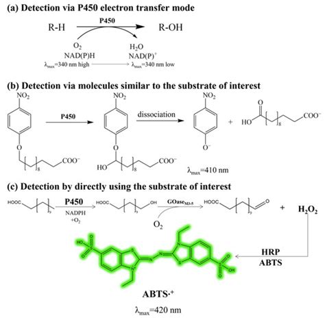 Molecules Free Full Text Improved Bioproduction Of The Nylon 12