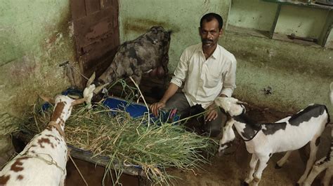 Doodh Wali Bakri In Khaja Goat Farm Agra Breed Goats Sojat Bakri