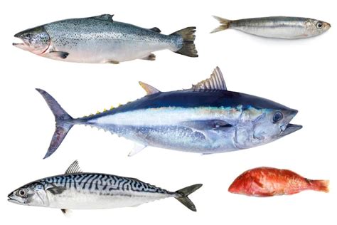 Pescado Azul Ejemplos Populares Beneficios Y Recetas Dia De Pesca