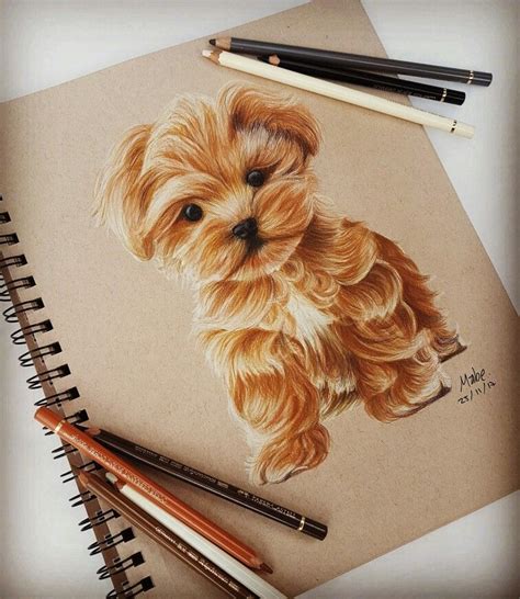 Cute Realistic Dog Drawings Np