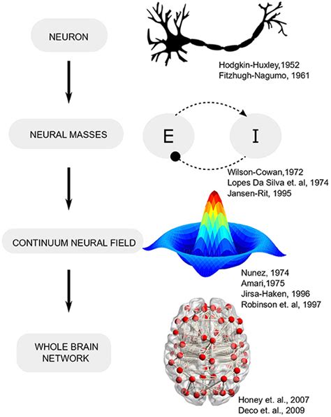 Frontiers Whole Brain Network Models From Physics To Bedside