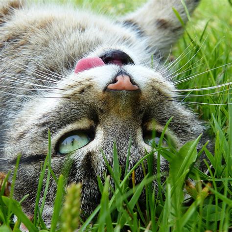 can cats eat grass