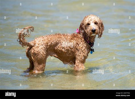 What Does A Spoodle Dog Look Like