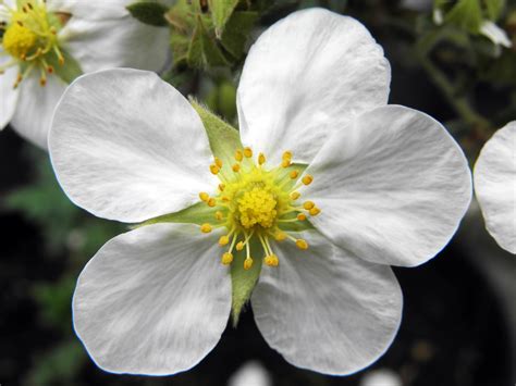 Banco de imagens natureza plantar flor pétala botânica jardim