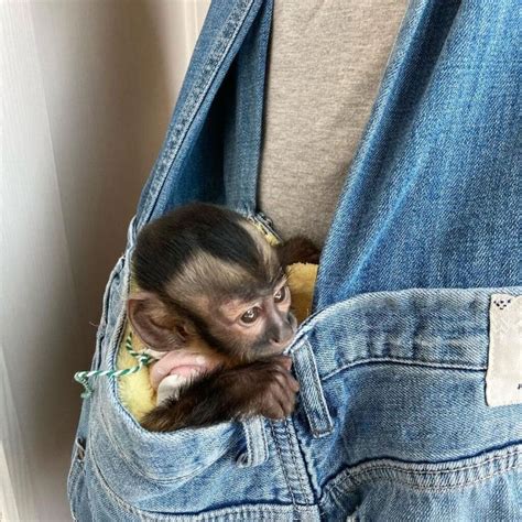 Capuchins Monkey Animals For Sale Lexington Ky In 2024 Monkeys For