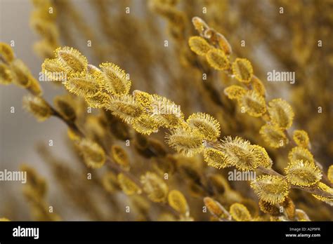Pussy Willow Goat Willow Great Sallow Salix Caprea Blooming