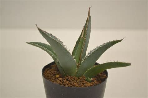 やや傷や汚れありアガベ ジェスブレイティ パープソラム 帝釈天 AGAVE ghiesbreghtii Purpusorum の落札