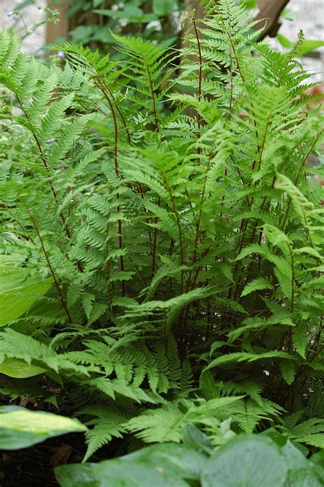 Red Lady Fern Athyrium Filix Femina Lady In Red Lady Fern Plant