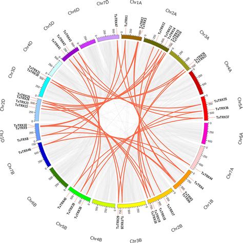 Frontiers Genome Wide Identification Characterization Evolution