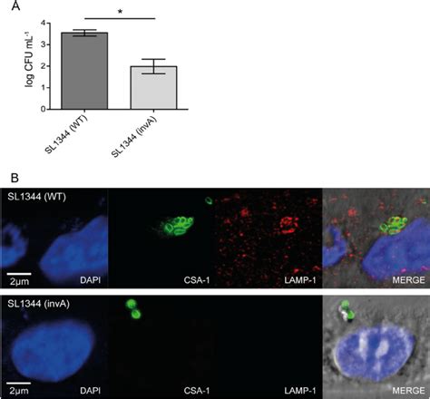 S Typhimurium Sl1344 Inva Mutant Is Deficient In The Invasion Of