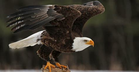 Bald Eagle Size Comparison And Wingspan How Do They Compare To Humans