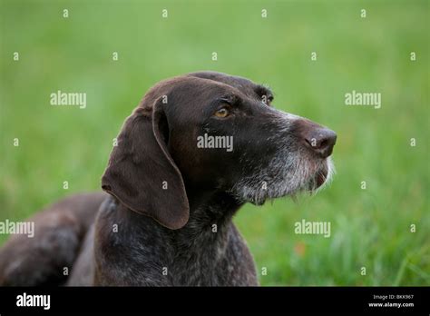 German Wirehaired Pointer Portrait Stock Photo Alamy