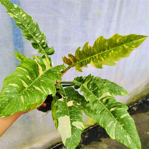 Philodendron Ring Of Fire Variegated Elves Garden