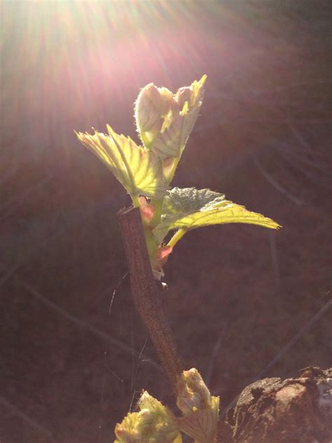 Budburst Wedgetail Estate