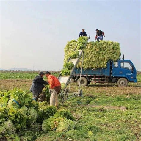 每周一图 箬横：晴好天气忙抢收雪里蕻种植陈巧巧