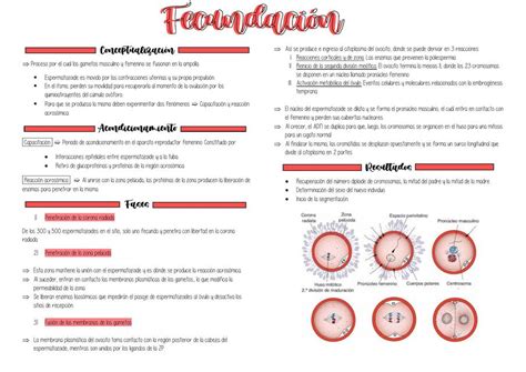 Fecundación Embriología CyD Trofoblastocito o Psiquisnotes uDocz