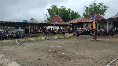 Mengenal Permainan Tradisional Wela Maka Tradisi Unik Dan Menarik Di