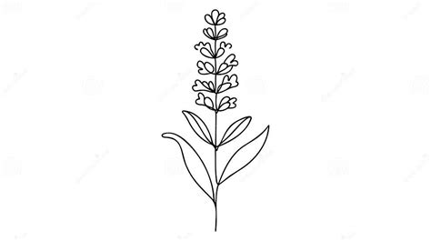 Single Continuous Line Drawing Of Beauty Fresh Lavandula For Garden