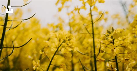 Un Primer Plano De Algunas Flores Foto Imagen De Brassica Napus