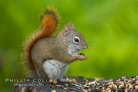 North American Red Squirrel Tamiasciurus Hudsonicus Photo Orr Minnesota