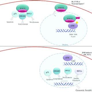 Tumor Suppressive Functions Of Wwox Wwox Interacts With Signaling