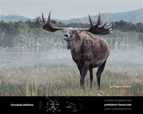 Cervalces Latifrons The Broad Fronted Moose Was A Large Moose Like