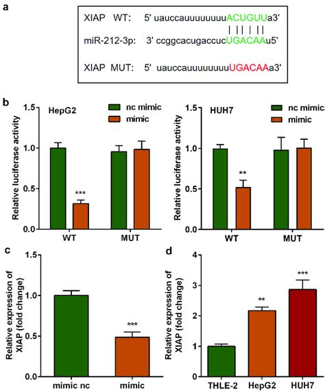 XIAP Was Significantly Elevated In HCC And Is A Target Of MiR 212 3p