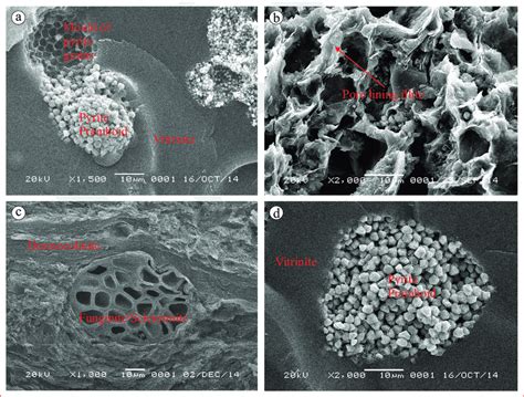 Scanning Electron Microscope Images That Show The Pore Type