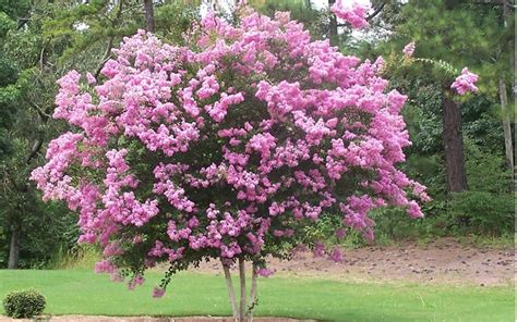 Buy Sioux Crape Myrtle - Lagerstroemia indica x fauriei 'Soiux' - 10 ...