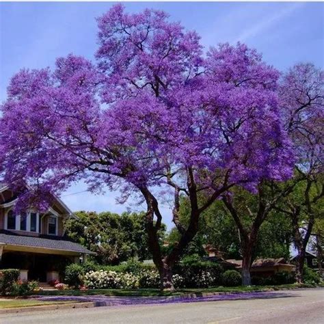 Blue Jacaranda Mimosifolia Plants For Plantation At Rs 40plant In