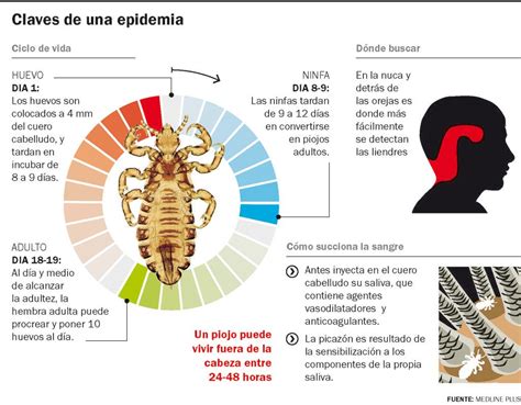 Pediculosis Nuevo Alerta La Trocha Estación De Noticias